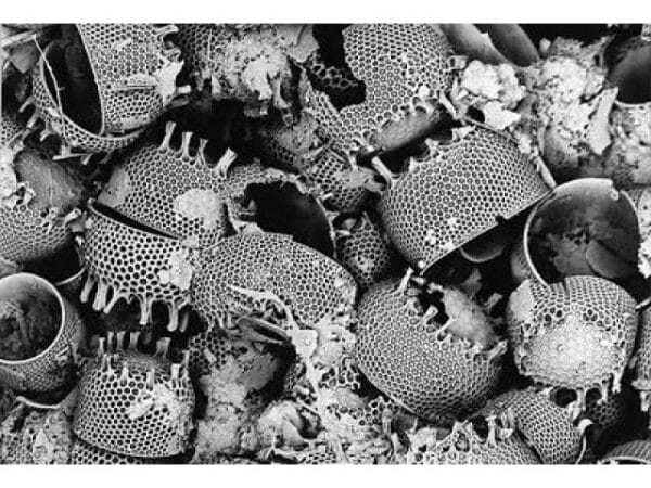 High Purity Diatomaceous Earth 1 Diatomaceous Earth filter